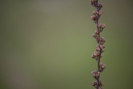 Planta Triglochin striata con fondo desenfocado