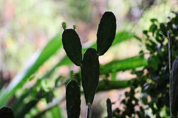 Close-up view of Prickly Pear Cactus plant.