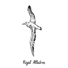 Royal Albatros flying, gravure style ink drawing illustration with handwritten inscription