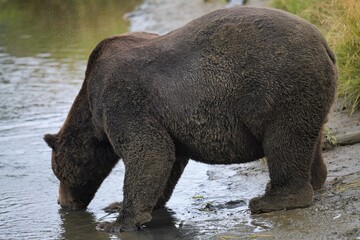 Gut genährt vor dem Winterschlaf - Großer, trinkender, sehr gut genährter,  Grizzlybär- Alaska