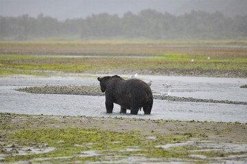  Großer, männlicher,  gut genährter,  Grizzlybär an der Küste von Katmai- Alaska