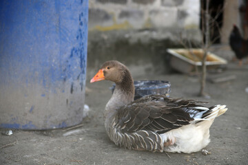 Gęś chodzi po podwórku  © Tymoteusz