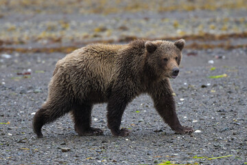 Obraz premium Ein schöner noch junger Grizzlybär, Alaska