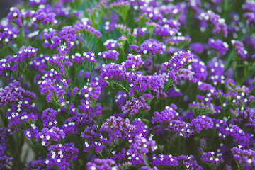 Obraz premium Purple Limonium sinuatum flower plantation