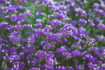 Obraz premium Purple Limonium sinuatum flower plantation