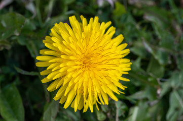 Head of a dandelion in full bloom