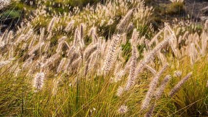 Pennisetum setaceum , also known as Fountain grass plant for background or web design. Detail of ripening seeds. Large image