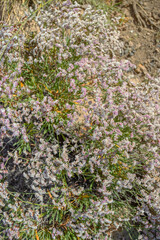 Close up of Limonium vulgare, also known as  sea-lavender  flowering plant in the garden.