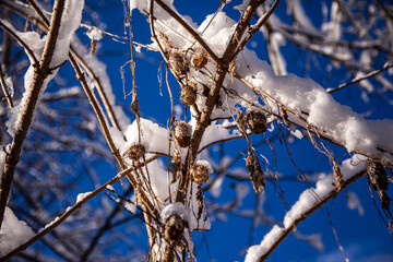 Snow and plants