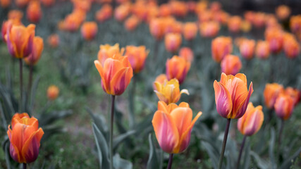 Tulpenfeld mit Orange-roten Tulpen