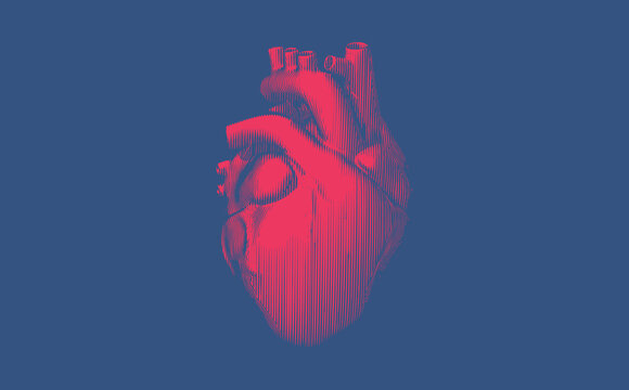 Vintage engraving human heart illustration isolated on blue BG