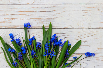Blue scilla flowers on white wooden background