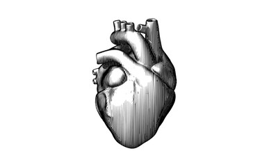 Vintage engraving human heart illustration isolated on white BG