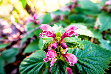 2021_4_18_Castelgomberto_Lamium orvala_1