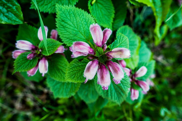 2021_4_18_Castelgomberto_Lamium orvala_2