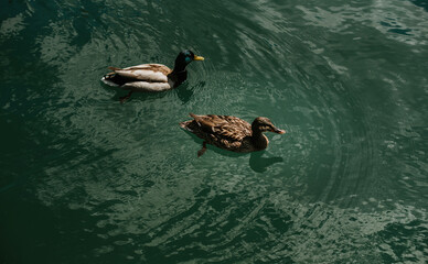 two ducks swim in the lake