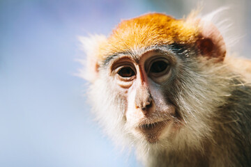 Patas monkey portrait