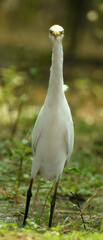 Great Still (Pose) by Egret (White Egret), also known as common Egret, large egret or great white heron. These Egrets are Mostly seen in INDIA.
