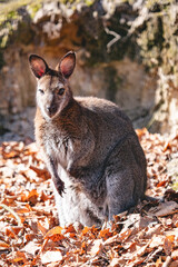 Red necked wallaby
