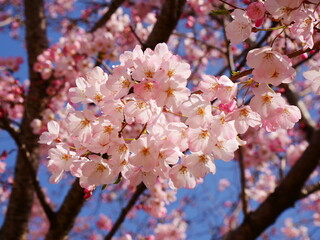 Obraz premium ピンク色の桜