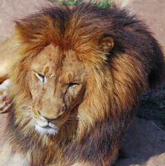 A lion laying on a rock on a Sunny and warm Sydney Afternoon NSW Australia