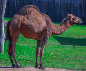 Brown fury Camel standing tall in a park Sydney NSW Australia