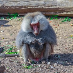 Baboon foraging for food on a sunny afternoon Sydney NSW Australia