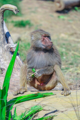 Baboon foraging for food on a sunny afternoon Sydney NSW Australia