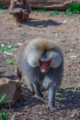 Baboon foraging for food on a sunny afternoon Sydney NSW Australia