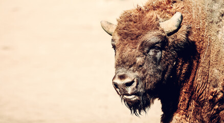 European bison portrait © Photocreo Bednarek
