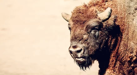 Foto op Plexiglas European bison portrait © Photocreo Bednarek