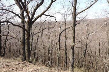 Obraz premium Forest landscape in early spring. Bare trees in march.
