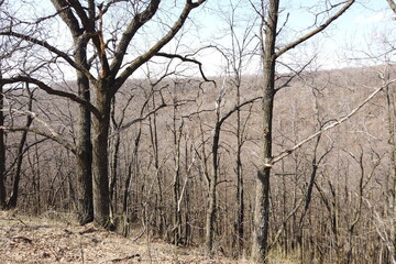 Forest landscape in early spring. Bare trees in march.