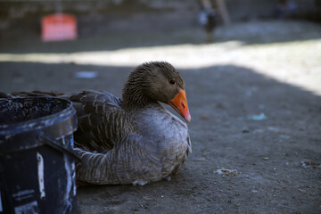 Gęś chodzi po podwórku  © Tymoteusz