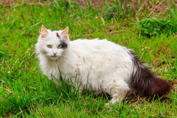 Naklejka na ściany i meble Cute cat in green grass on a meadow