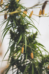 Cannabis, a plant with medicinal properties