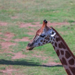 Giraffe big eyes long neck on a sunny Sydney Afternoon Australia