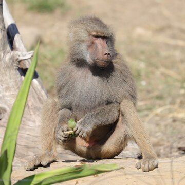 Baboon Foraging For Food On A Sunny Afternoon Sydney NSW Australia