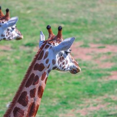 Giraffe big eyes long neck on a sunny Sydney Afternoon Australia