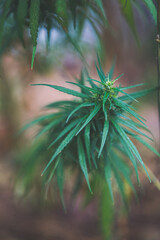 Cannabis, a plant with medicinal properties