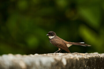 Pied fantail or rhipidura javanica bird on green blur background                                               