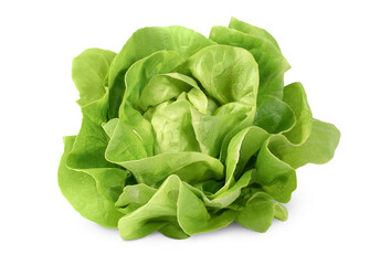 head of butterhead lettuce on isolated white background
