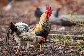 Thai native chickens are popularly raised according to nature.