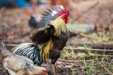 Thai native chickens are popularly raised according to nature.