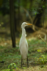 Egret Looking Everything. Egrets (white Egrets Birds) that live freely in nature. Mainly in INDIA.