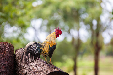 Thai native chickens are popularly raised according to nature.