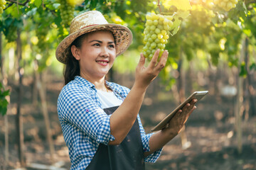 farmar harvest grape in vineyard