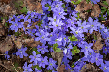 Spring Flower Liverwort - Hepatica nobilis on the wood