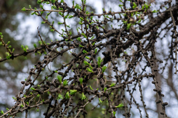 Larch branches  in a spring park.