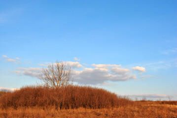 Obraz premium Tree without leaves on the lawn with bushes, dry red grass, bright blue sky and clouds, sunset light